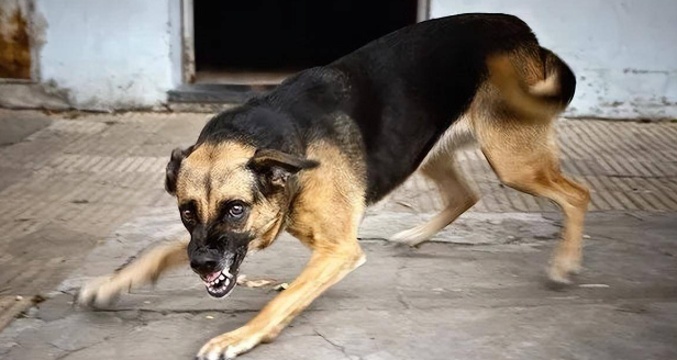恶犬袭击孩童被当场打死，狗主人竟要孩子偿命，孩子父亲绝地反击
