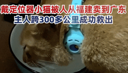 暖哭！爱猫被偷走，铲屎官猛追300公里救出！比死神来得更早的是主人！