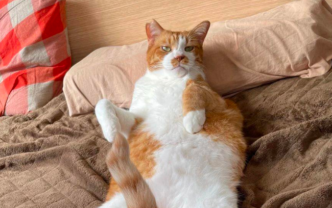 天冷了，床上也应景地长出了毛绒绒的猫咪蘑菇