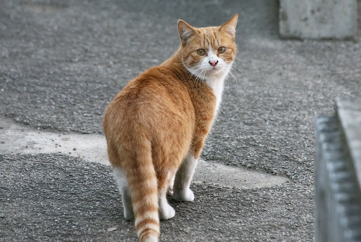 北大学生为校园流浪猫做图谱火了，一小时60万次