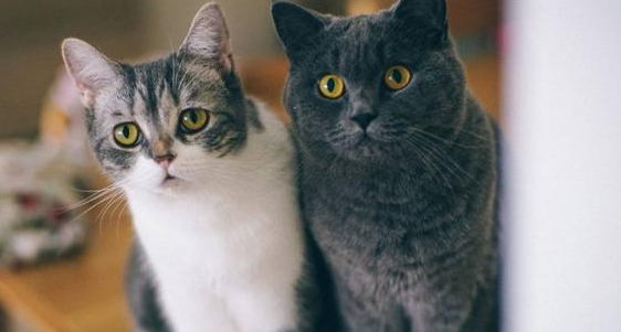 给虎斑猫准备了一件衣服，穿上后秒变傲娇小公主，萌感剧增