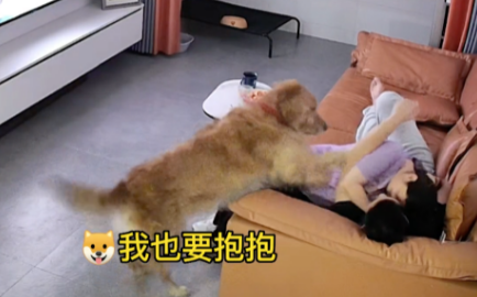 金毛看到主人腻歪在一起，竟然吃醋了，扒开女主人也要抱抱亲亲