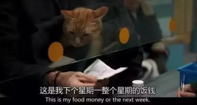 养猫以后，人的变化你想象不到