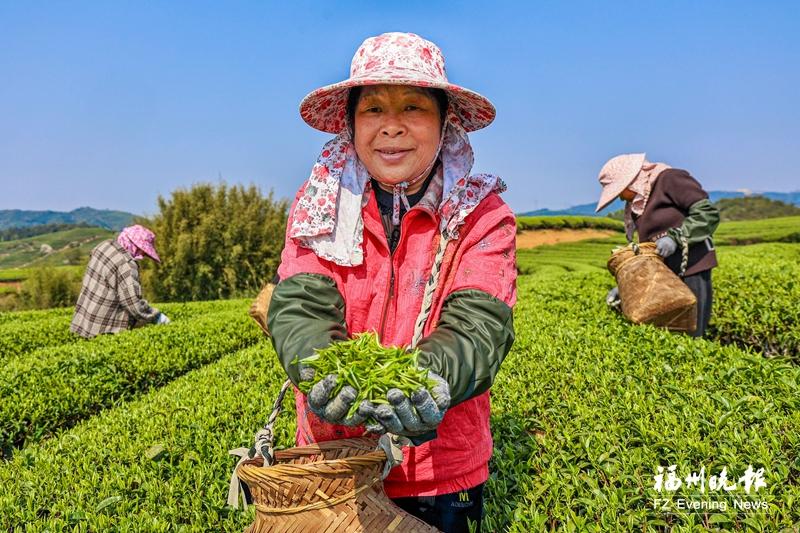 “春天第一茶”开采