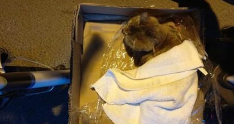 邂逅一只乖巧的流浪猫，花光了一个月生活费，该救治还是安乐死