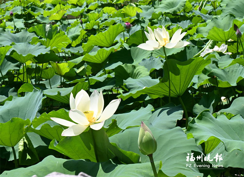福州南公园荷花盛开引客来 赏花期可持续至8月