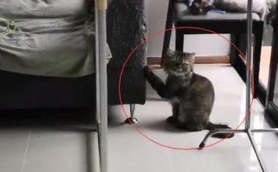 猫咪在客厅大声呼救，宠主急忙跑来，仔细一看笑到扶墙