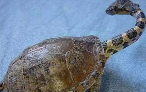 男子发现一只乌龟，本以为是常见品种，当乌龟伸出头部男子吓坏了