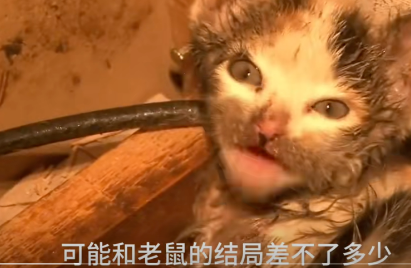 小奶猫误踩粘鼠板，被困吊顶夹层中，救援过程暖心又感人