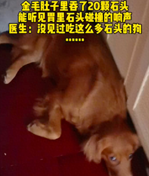 狗狗在家偷吃了20多块石头，主人不打算做手术取出