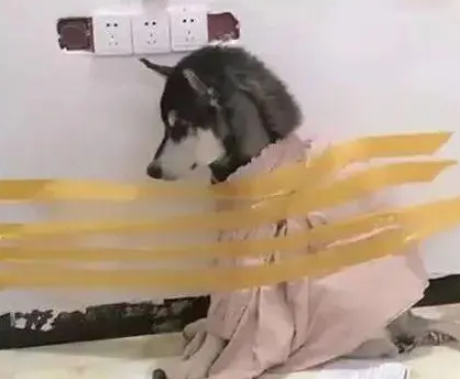 狗子拆家闯祸，结果被主人封印在墙上教育，画面不忍直视