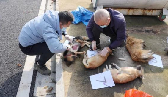四新岗派出所抓捕“毒狗盗狗贩狗”非法链条被摧毁