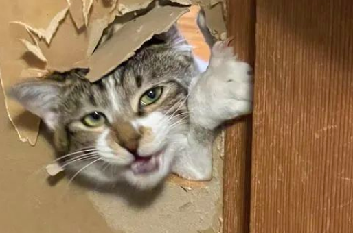 猫咪失踪了？萌猫吃点心！小奶猫解锁成功