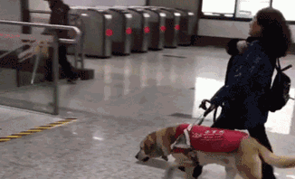 小导盲犬训练第一天，就四脚朝天的“罢工”了：真的超辛苦！