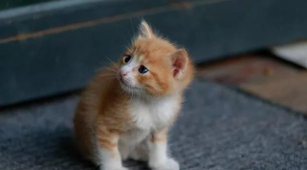 小猫逃窜被卡墙缝，猫妈妈舍身相救，过程看得人手心冒汗