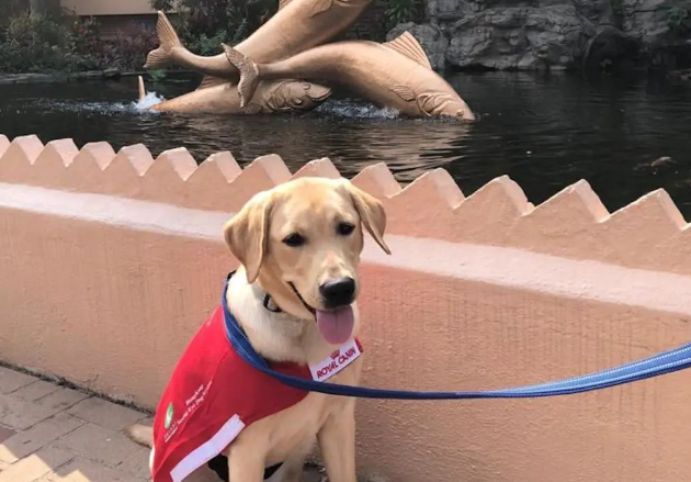 导盲犬Funny，兽医曾预告情况很坏，视障爸落泪，出事后一直守护
