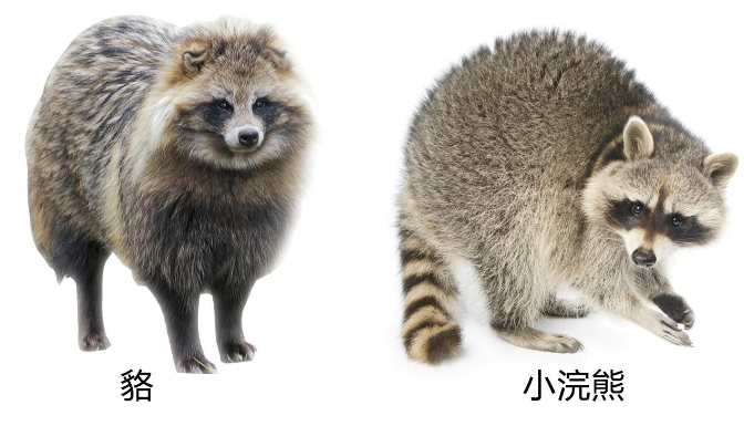 江西南昌出现“貉影”，外形像狗有獠牙，能抓老鼠会欺负流浪猫