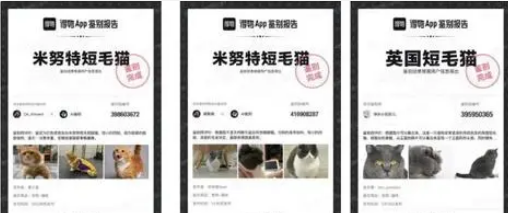 得物悄悄盯上宠物经济
