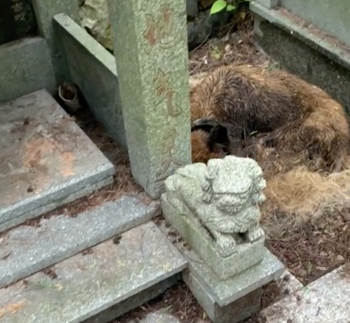 在墓碑旁有一只死去多时的狗，此刻的它，已和主人在天上相见了吧