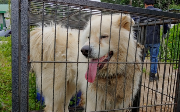 韩国惊现杀人犬！韩国女子被疯狗咬脖身亡，爱犬人士却呼吁狗没有错…