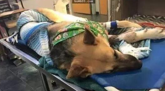 小主人游玩遇毒蛇，德牧狗狗奋不顾身地冲上去，让人心惊胆战