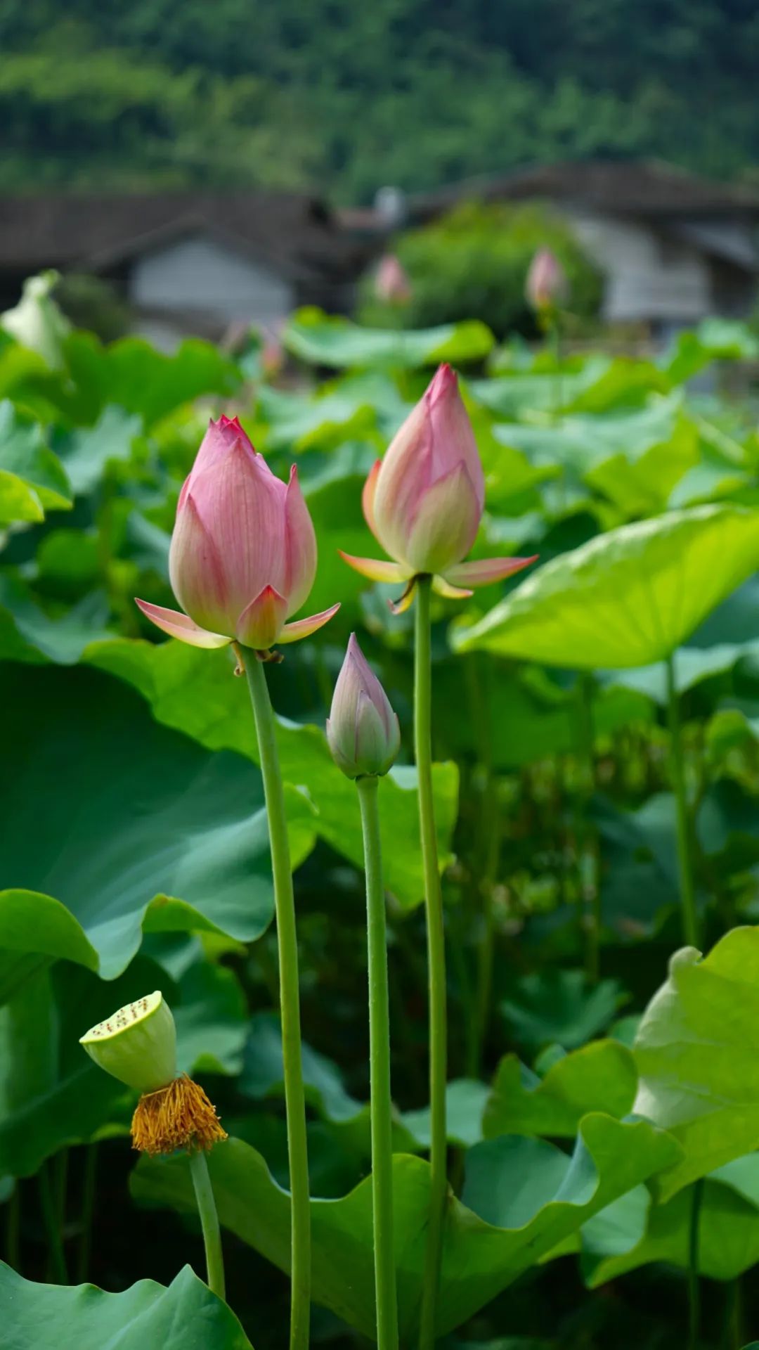 咔嚓！来闽清这里跟夏天拍个“荷”照~