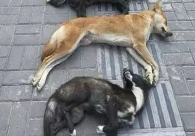 儿不嫌母丑，狗不嫌家贫，再穷也不卖看家狗！