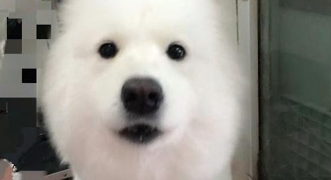 萨摩耶病重被救康复后，抛弃它的前任主人想讨回狗，威胁称要报警