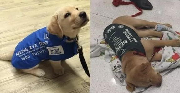 小导盲犬训练第一天，就四脚朝天的“罢工”了：真的超辛苦！