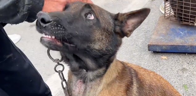 卸磨杀驴，看着下了两窝小狗的看家犬在狗肉笼里，狗主：我也舍不得，但它偷吃小鸡