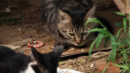 奶奶收养20多只流浪猫，自从来了一位不速之客后，小猫接连失踪