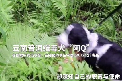 从普洱“阿Q”开始说说缉毒犬的故事，看到最后让人泪目