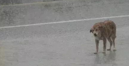 流浪的它们只想有个遮风挡雨的地方，并无太多奢望