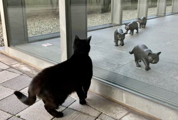 硬闯4年美术馆的日本小猫咪终于进去了！？门卫大叔不屑一笑：就这？