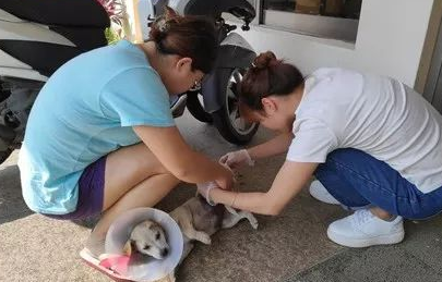 重伤幼犬突然闯入家中，柴犬不仅把窝让给它，还站在门外守护！