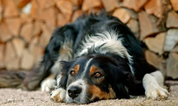 美国多州爆发神秘犬类传染病，最快24小时内变重症