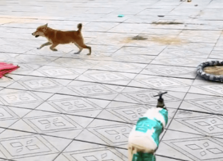 狗狗傻不拉几的，跑着跑着直接就往台阶上撞懵圈了，疼得嗷嗷叫！