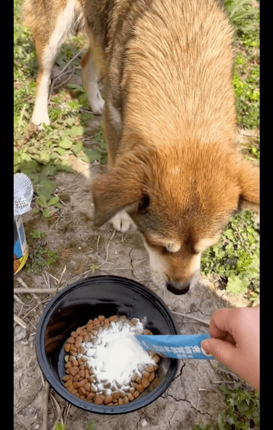 流浪狗妈赌上性命求助宝妈，好心喂养却遭住户举报，叫来城管抓它 