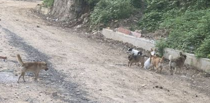 野狗扰民何时休?网友在巫溪环城桥被野狗追着跑...