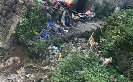 野狗扰民何时休?网友在巫溪环城桥被野狗追着跑...