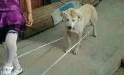 当老实汪遇上熊孩子，心疼汪