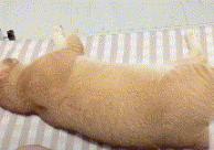 铲屎官：好了别生气了，是我错了，猫咪一脚踢开：滚！ 
