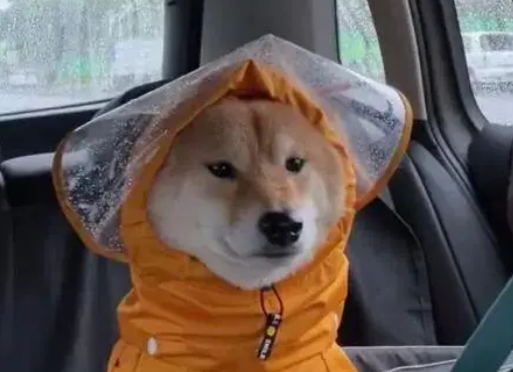 “妈妈给买了个破雨衣，狗子却敢怒不敢言……”