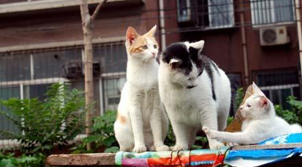 奶奶收养20多只流浪猫，自从来了一位不速之客后，小猫接连失踪