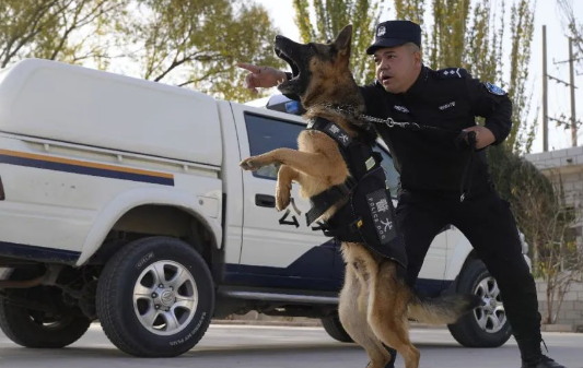 又萌又帅！疏附公安带你直击警犬训练现场！