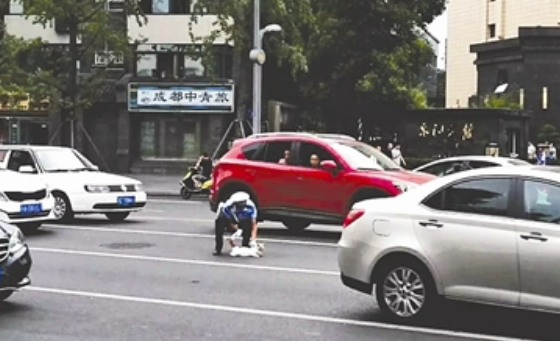 猫咪误入车流不知所措，暖男交警将其抱回路边
