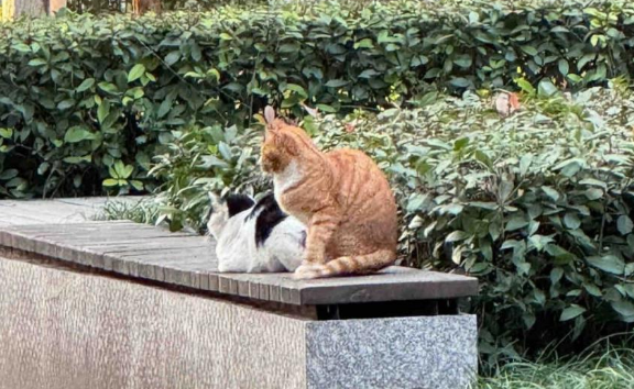 相亲相爱的两只猫，突然陷入冷战...画面不要太窒息！