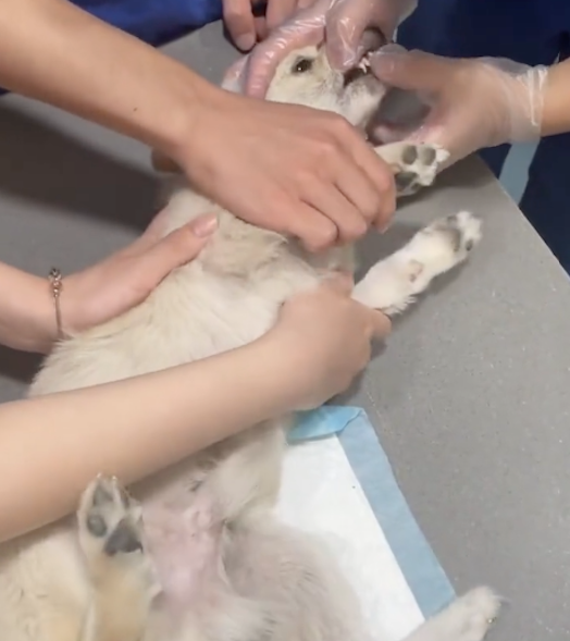主人搬家便把狗遗弃，又被车撞后趴在楼下守着抽搐，幸运遇上好人