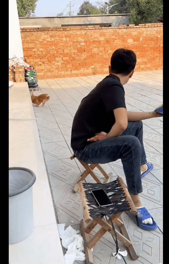 狗狗傻不拉几的，跑着跑着直接就往台阶上撞懵圈了，疼得嗷嗷叫！