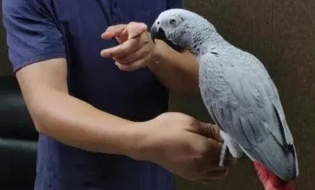 不是所有的鹦鹉都可以买来做宠物，比如这种买了就是犯罪！